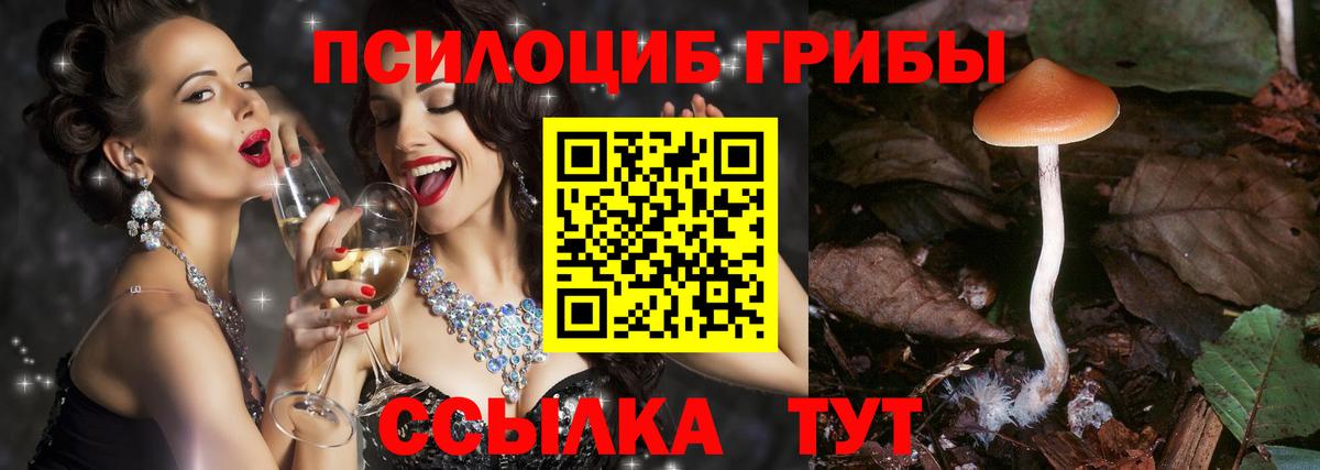 Псилоцибиновые грибы Psilocybe  Вход с VPN  Заволжье 